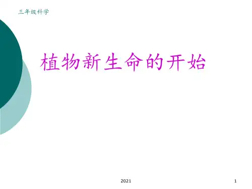 植物的生长变化PPT课件