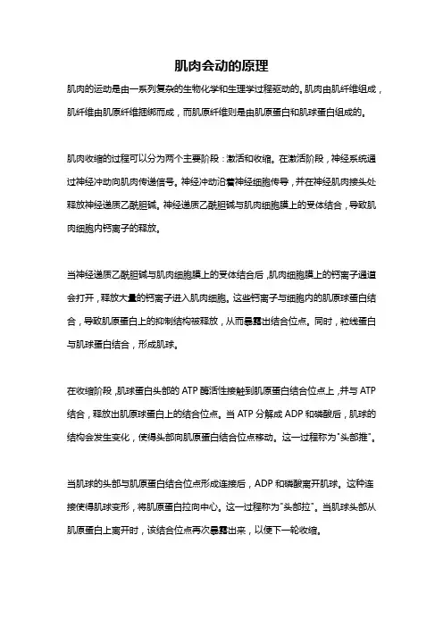 肌肉会动的原理
