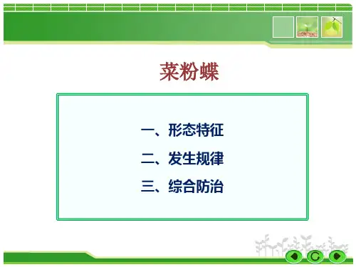 菜粉蝶防治