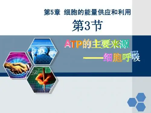第3节 ATP的主要来源——细胞呼吸