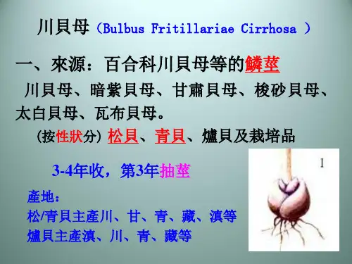 (中药鉴定学)根及根茎类中药
