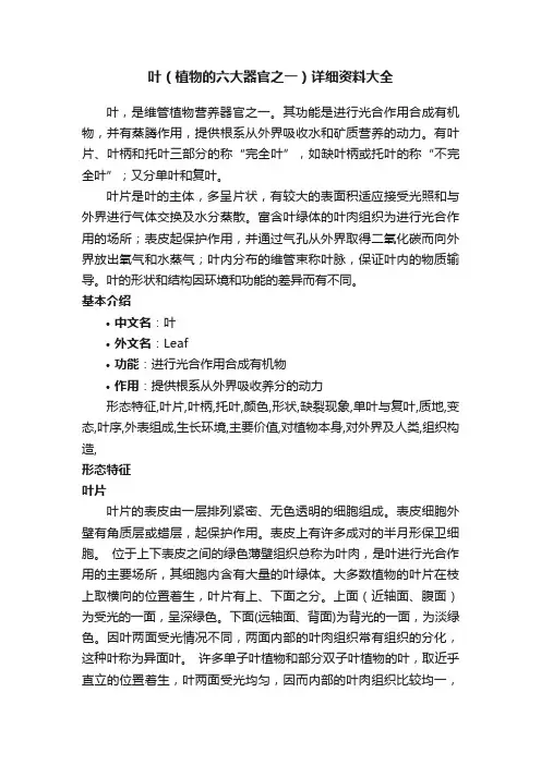 叶（植物的六大器官之一）详细资料大全