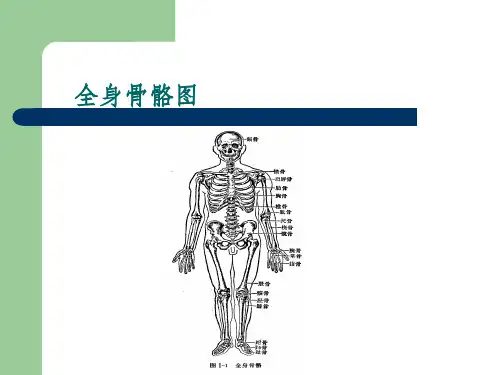 髋关节的解剖生物力学