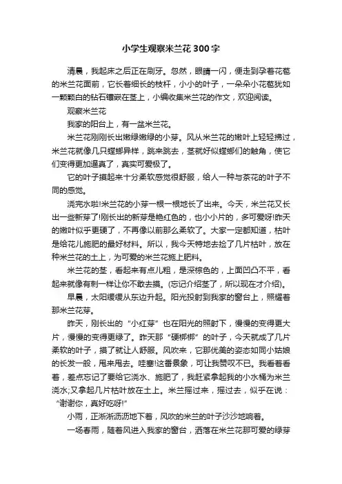小学生观察米兰花300字