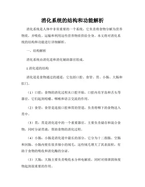 消化系统的结构和功能解析
