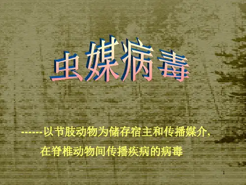 《病原微生物学》课件 虫媒病毒 ppt
