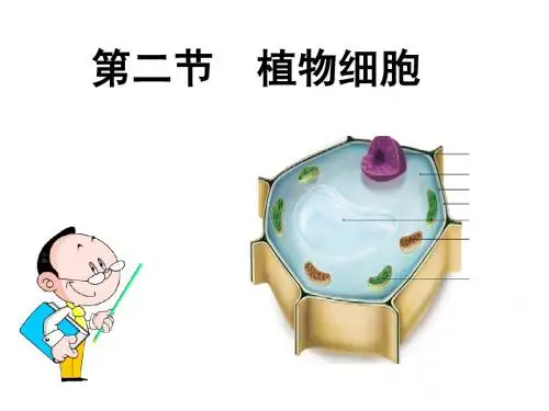 观察植物细胞1