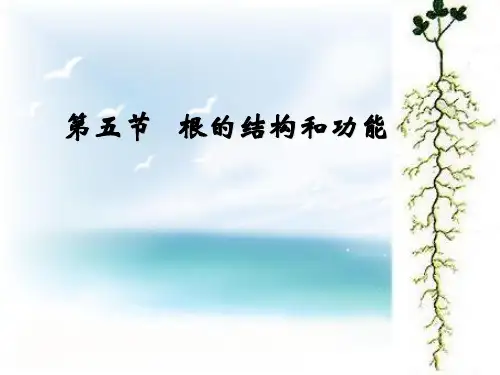 根的结构和功能课件(济南版)