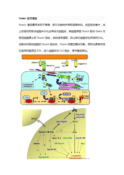 Notch信号通路