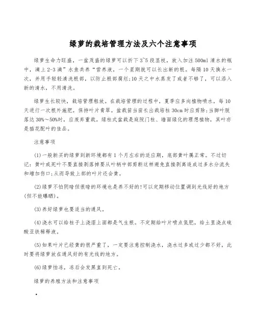 绿萝的栽培管理方法及六个注意事项