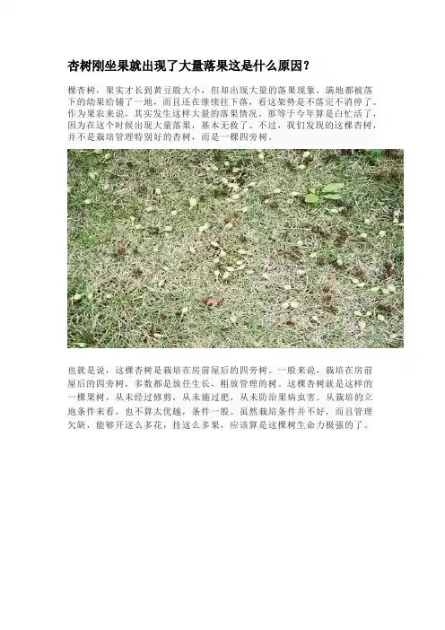 杏树刚坐果就出现了大量落果这是什么原因