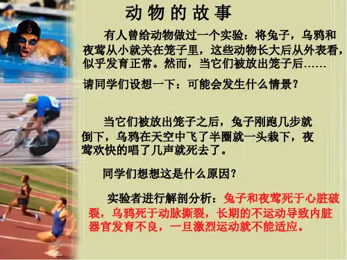 《轮滑》课件