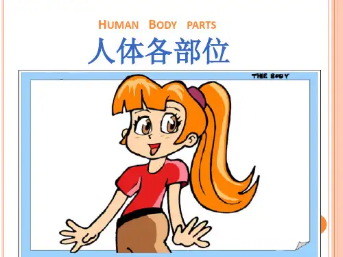 Human_Body_Parts_人体各部位介绍