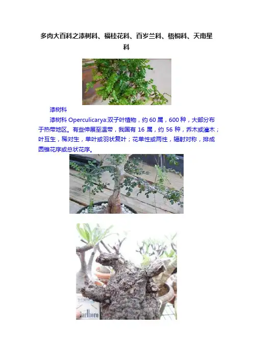 多肉大百科之漆树科、福桂花科、百岁兰科、梧桐科、天南星科