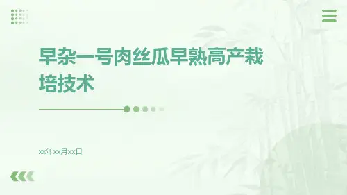 早杂一号肉丝瓜早熟高产栽培技术