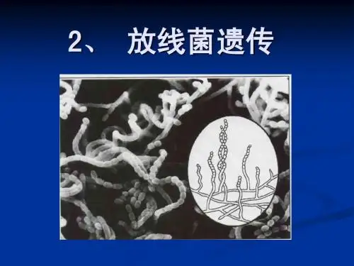 微生物遗传-7-放线菌遗传