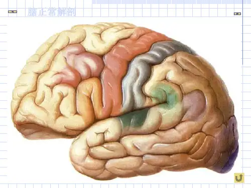 头部矢状断层解剖