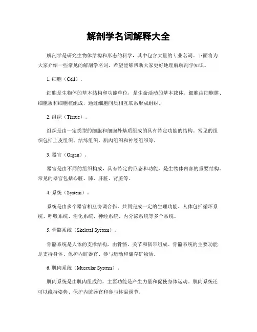 解剖学名词解释大全