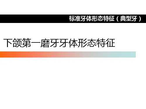下颌第一磨牙牙体形态简述ppt课件