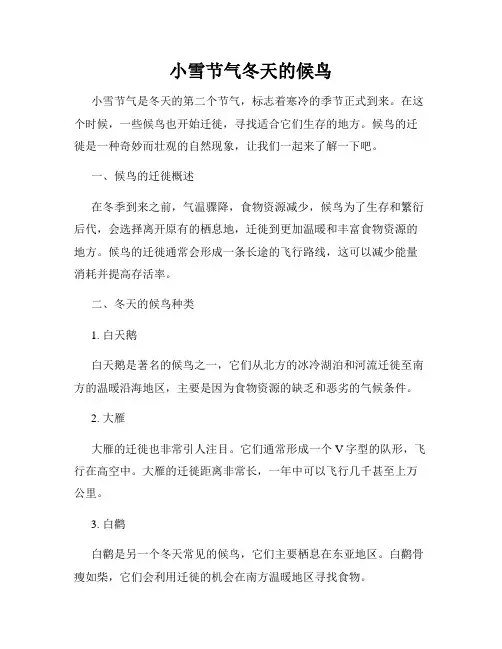 小雪节气冬天的候鸟