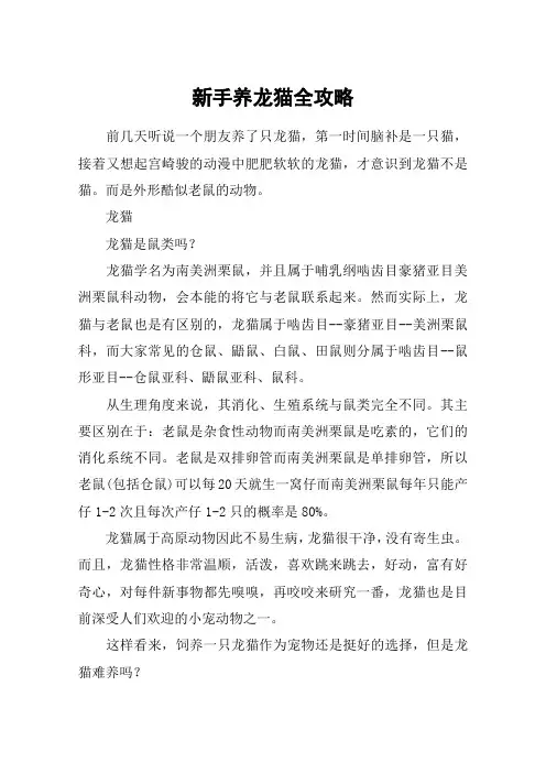 新手养龙猫全攻略