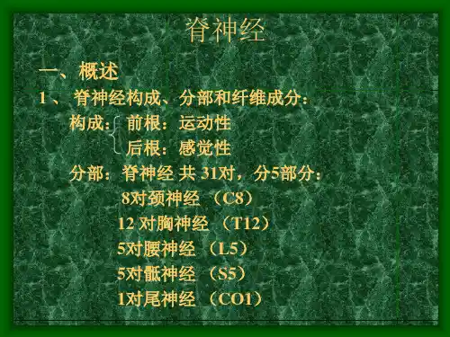 脊神经