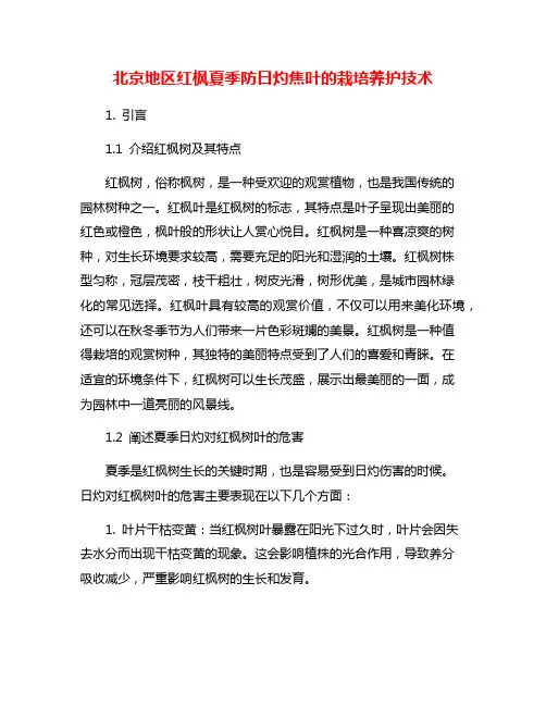 北京地区红枫夏季防日灼焦叶的栽培养护技术