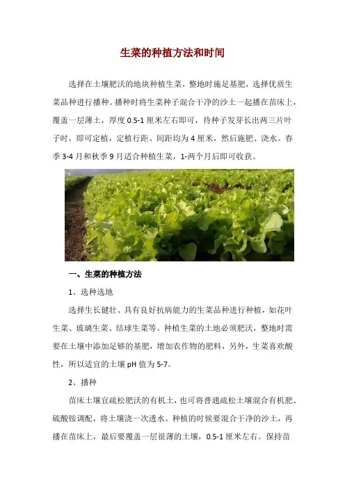 生菜的种植方法和时间