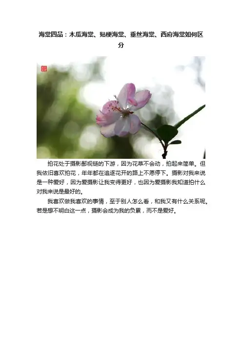 海棠四品：木瓜海棠、贴梗海棠、垂丝海棠、西府海棠如何区分