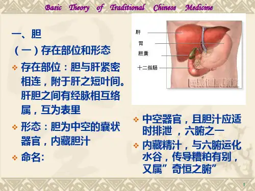 藏象学说-六腑、奇恒之腑