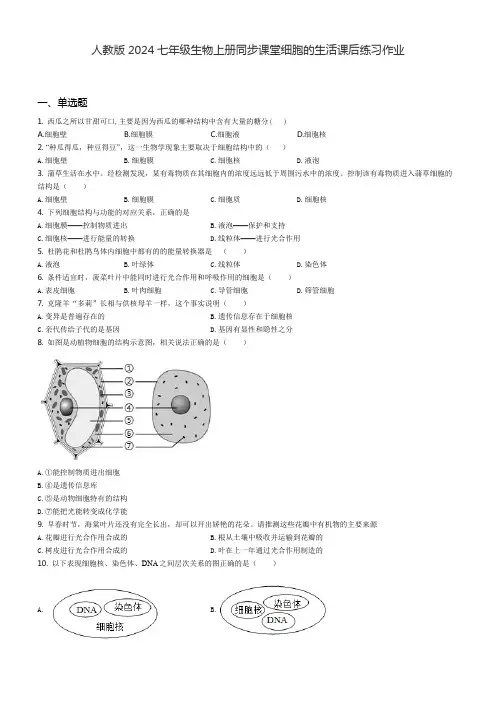 人教版2024七年级生物上册同步课堂细胞的生活课后练习作业