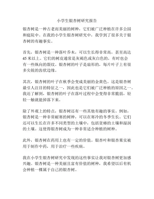 小学生银杏树研究报告