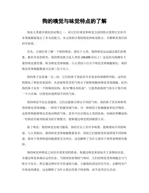 狗的嗅觉与味觉特点的了解
