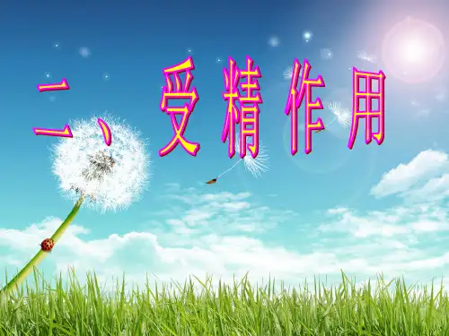 人教版必修二受精作用共优秀ppt课件