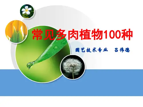 常见多肉介绍