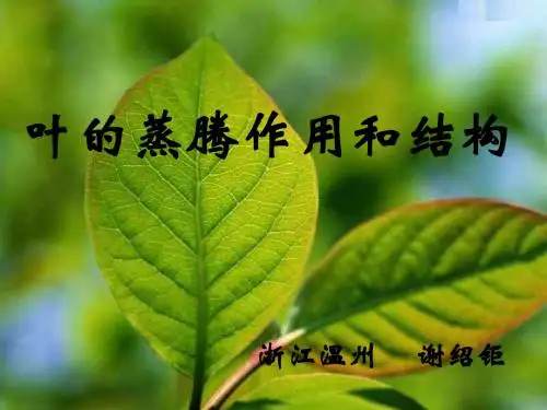 叶的蒸腾作用和结构2--浙教版(中学课件2019)