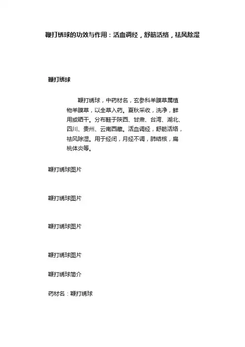 鞭打绣球的功效与作用：活血调经，舒筋活络，祛风除湿
