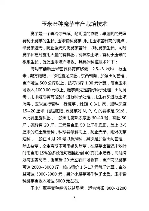 玉米套种魔芋丰产栽培技术