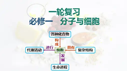 2024届高三一轮复习生物第3讲蛋白质和核酸课件