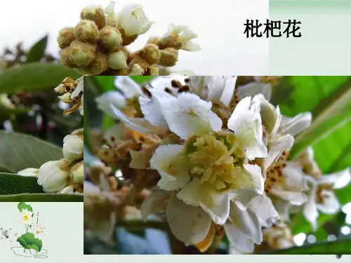 四年级下册科学课件PPT：花 果实和种子- 教科版3
