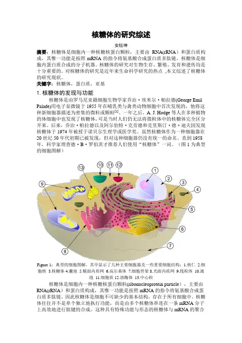 核糖体的研究综述