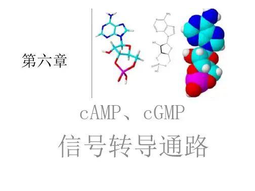第六章cAMP 信号转导.PPT