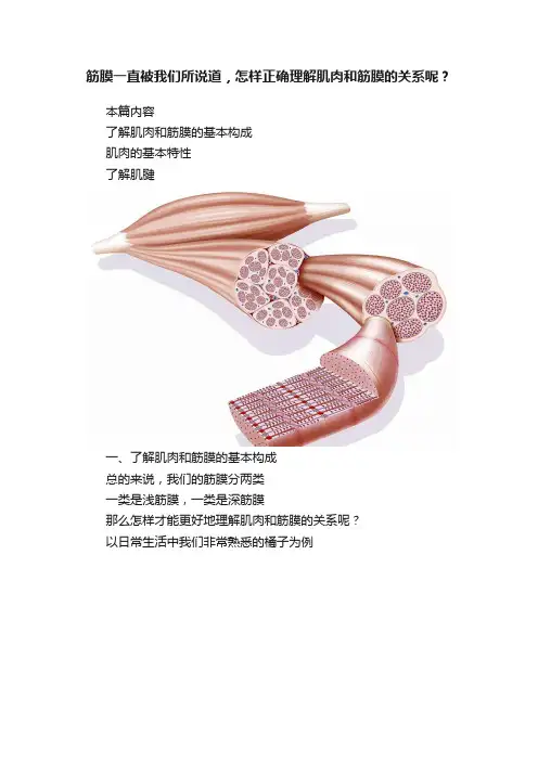 筋膜一直被我们所说道，怎样正确理解肌肉和筋膜的关系呢？