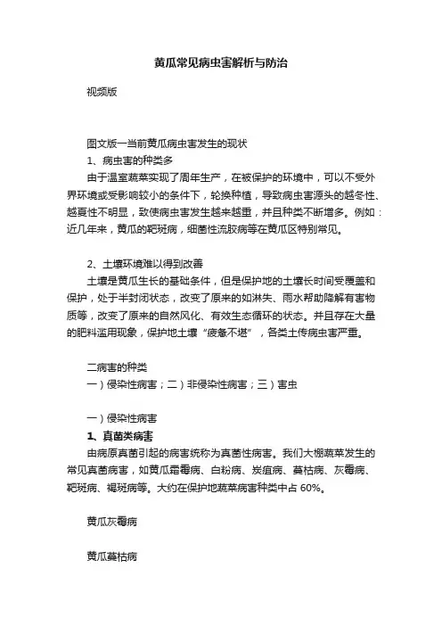黄瓜常见病虫害解析与防治