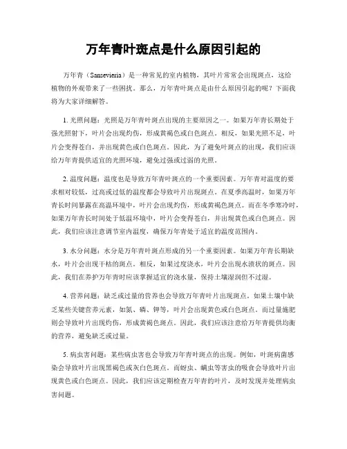 万年青叶斑点是什么原因引起的