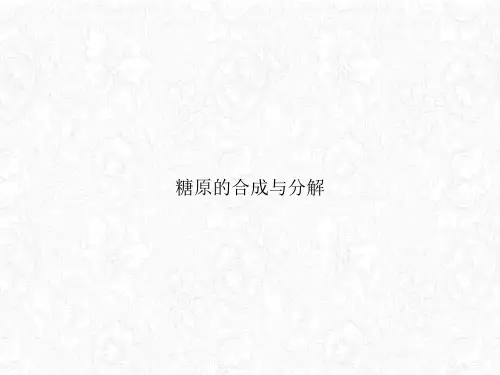 糖原的合成与分解ppt课件