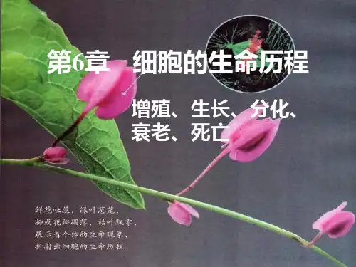 6.1细胞的增殖 课件【新教材】人教版(2019)高中生物必修一(共71张PPT)