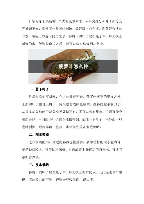 菠萝叶怎么种