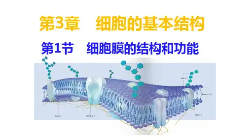 3.1 细胞膜的结构和功能