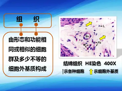 上皮组织—上皮组织的特点(组织学与胚胎学课件)